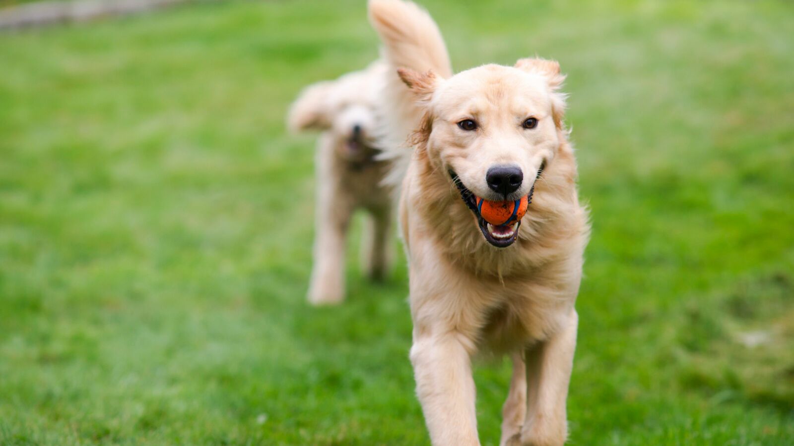 公園で犬が女性に衝突￫転倒し"2000万円超え"の損害賠償に…｢犬の散歩トラブル｣を決して甘く見てはいけない ｢飼い主の責任の免除｣は認められ難い