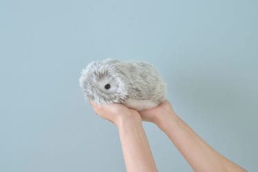 無菌病室の女児が抱きしめて離さなかった…カシオが｢6万円のペットロボ