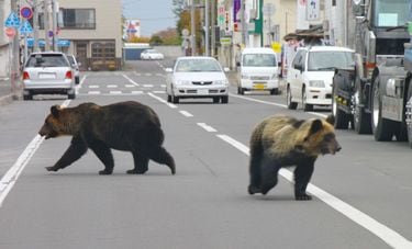 クマは明確に｢人間を食べるため｣に住宅街に現れている…80年間の新聞を