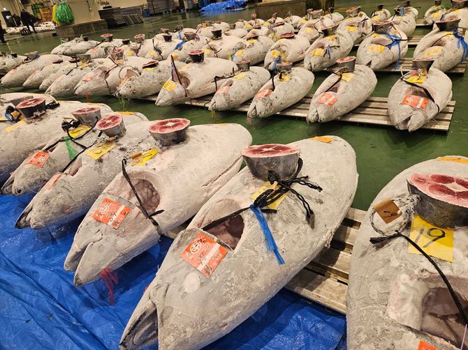 豊洲市場で取引される冷凍マグロ