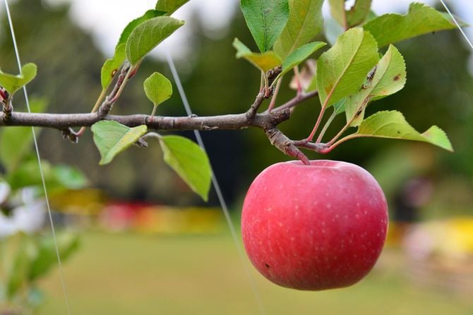 木になっているリンゴ