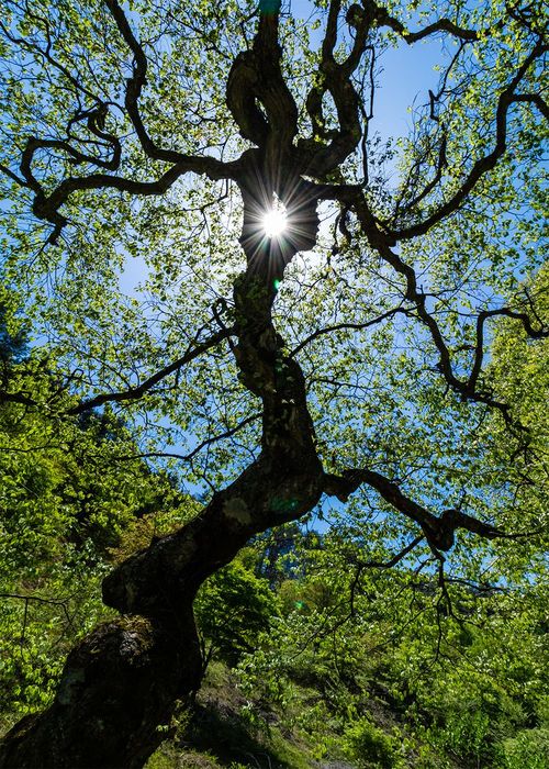 2025佳作「生命」長尾正子さん