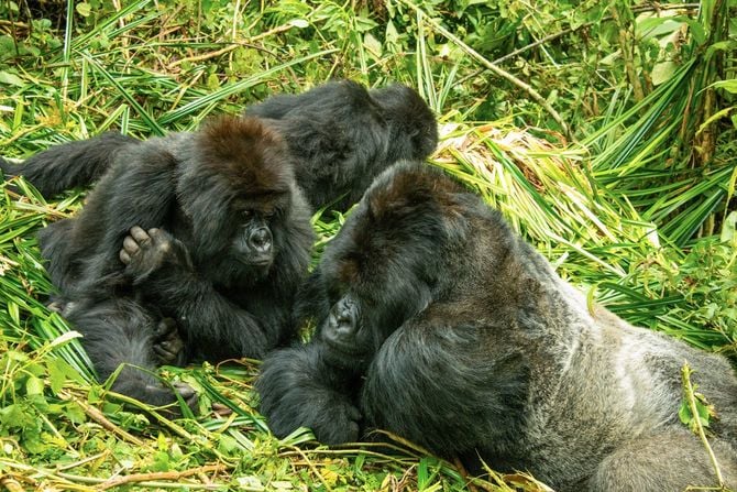 「イサブクル」と名付けられたオスゴリラ（写真右側）をじっと見つめるメスゴリラ（写真左側）