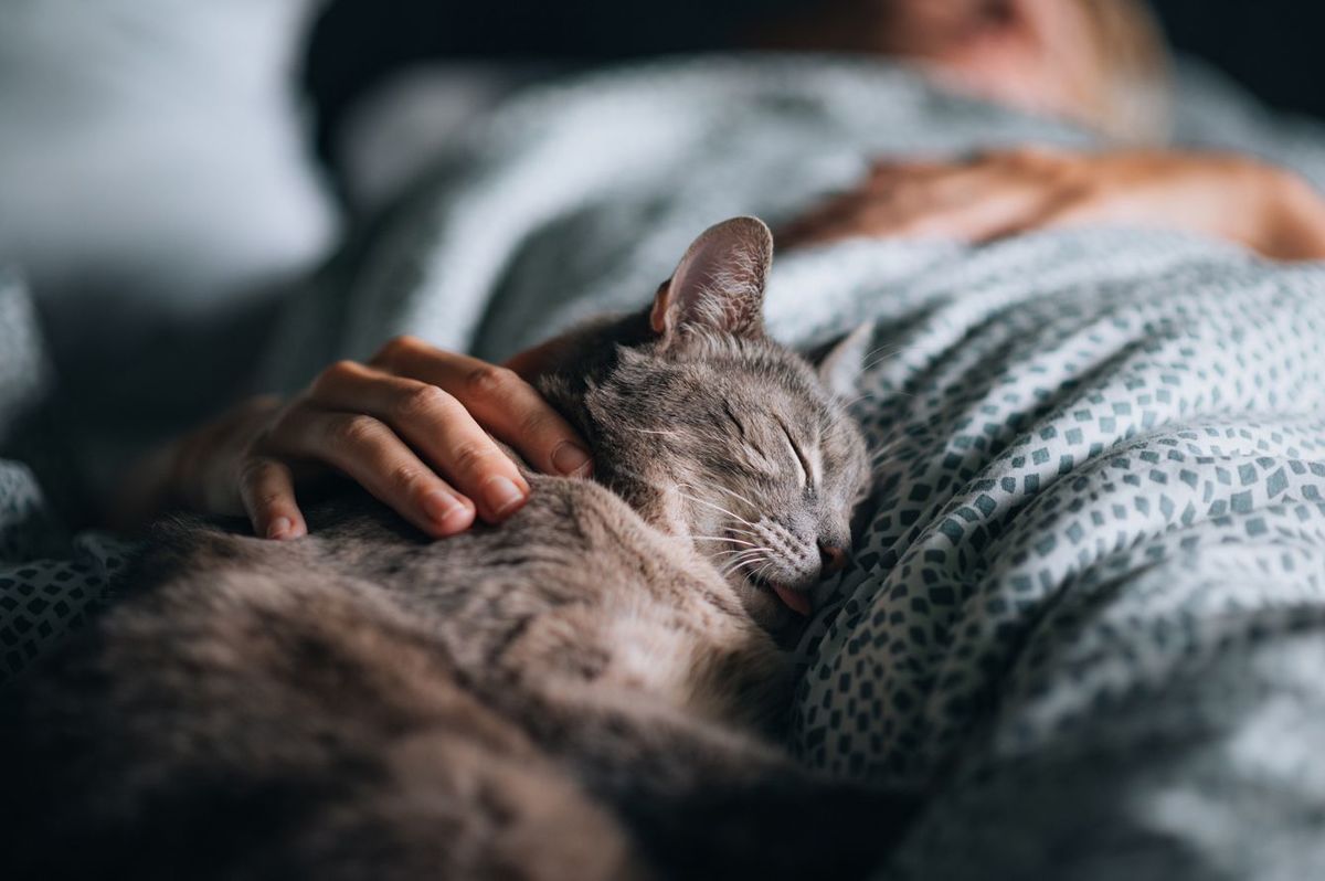 かわいい灰色の猫と眠っている人