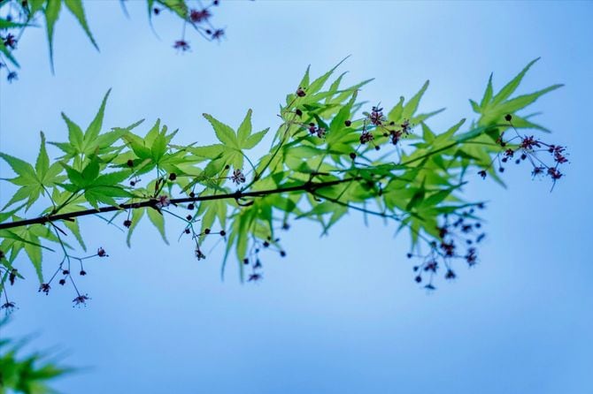 新緑もみじにもみじの実