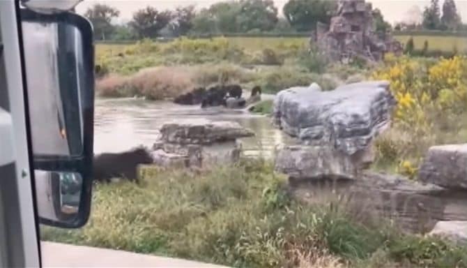 ヒグマの群れによる襲撃の一部始終が撮影された動画より