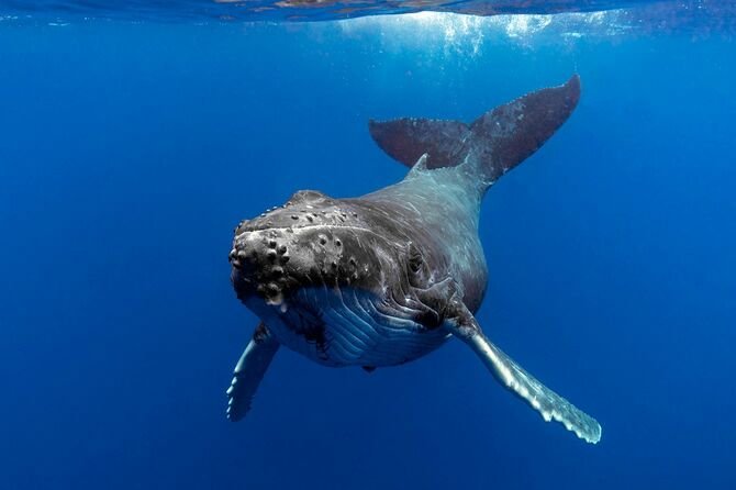 クジラは森林並みに大量の炭素を｢除去｣していた──米調査 クジラの