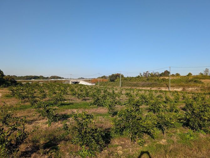 岡本食品のみかん農園