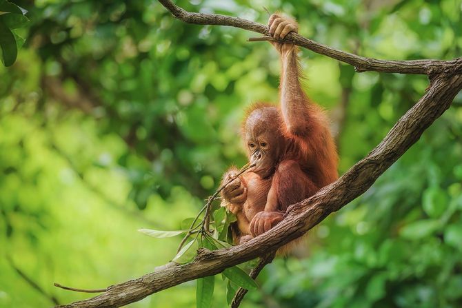 ボルネオの自然保護区で、野生のオランウータンの赤ちゃん