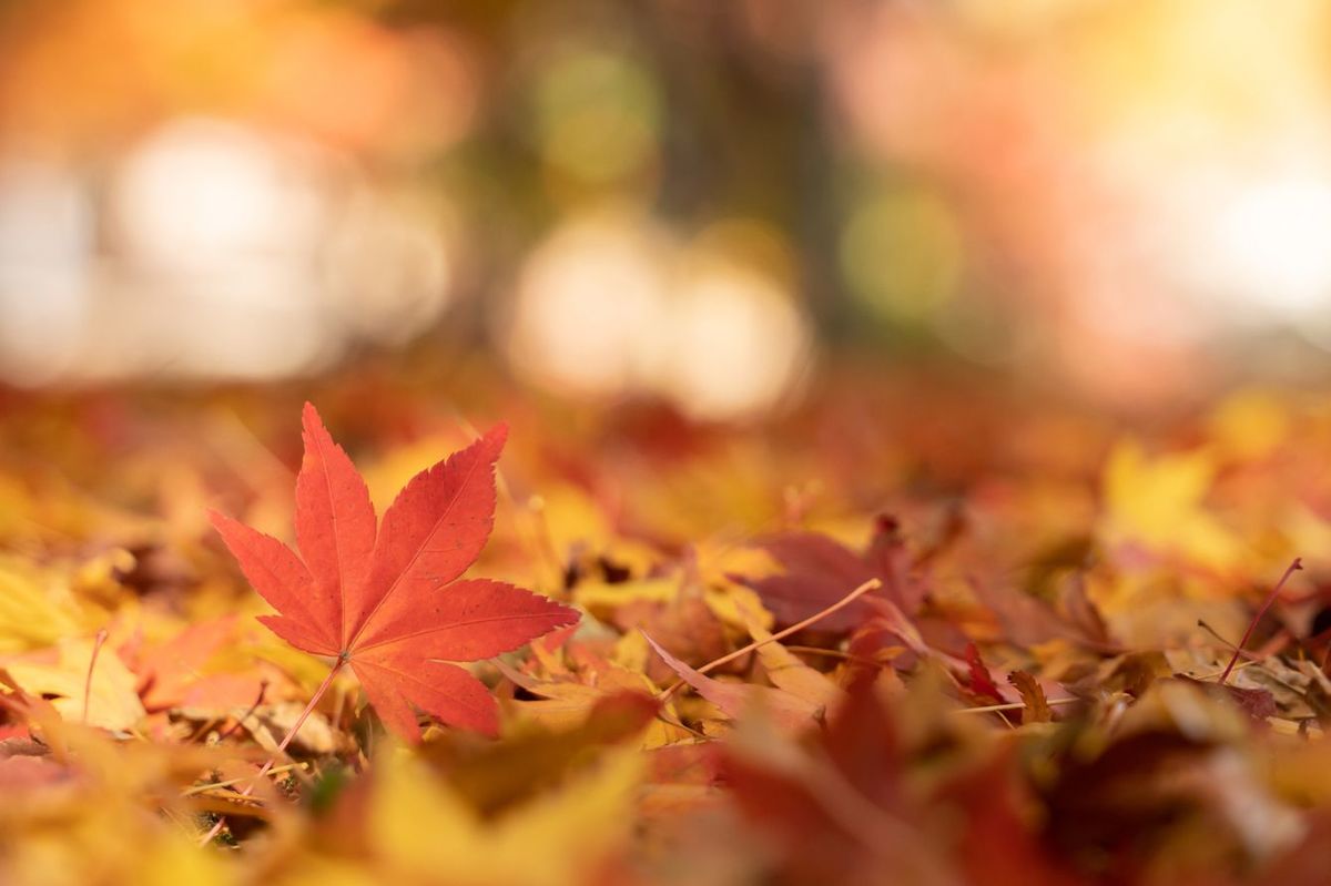 落ち葉でいっぱいの地面に楓の赤い葉