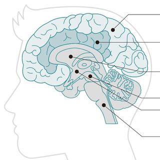 もし動物に生まれ変わるなら 努力の報われる人が答える動物の名前 適切な目標設定 が成果を生む President Online プレジデントオンライン