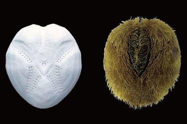 生物学者が｢オカメブンブクこそ最強の生物だ｣と断言する理由 ｢分福茶釜
