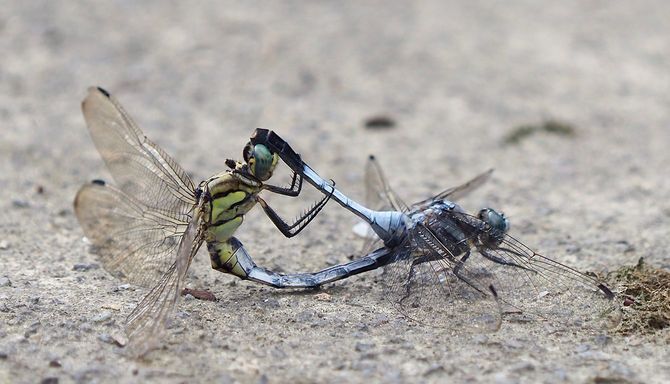 観測対象から外れるシオカラトンボ