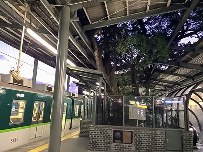 クスノキがホームを貫く萱島駅