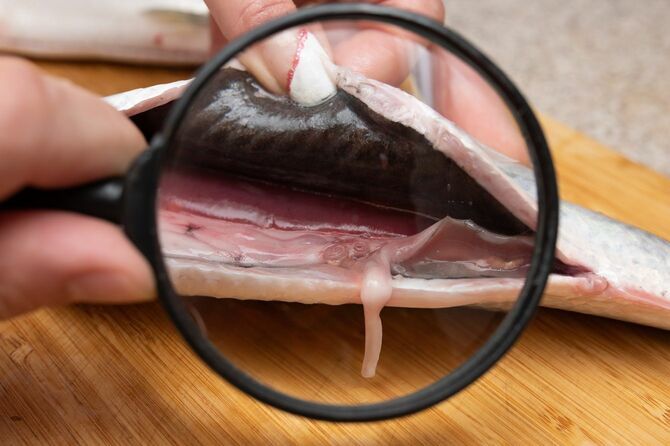 虫眼鏡で魚の内臓に寄生するアニサキスを観察する