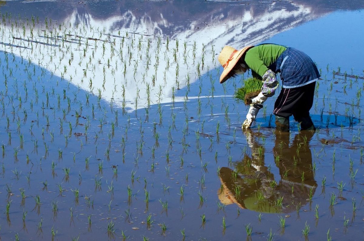 手作業で田植えをする女性