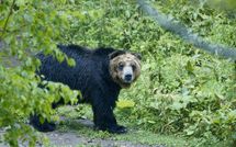 ｢ウオーと怒りの声を上げたクマが目前に｣まさかりをヒグマの頭めがけて→手負いグマと対峙した男性のその後