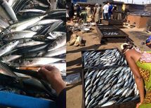 超人気サバをアフリカへ大量輸出するワケ