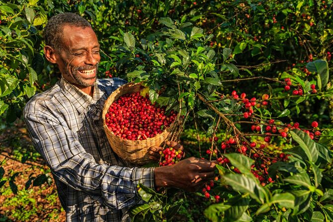 コーヒーチェリーを収穫する男性