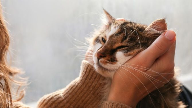 緑の目をしたかわいい家猫の頭を、飼い主がそっと包んでいる