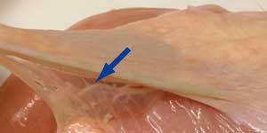 矢印の部分がファシア（写真は鶏肉）。　写真＝『完全版　自律神経が整う　肩甲骨はがし』より