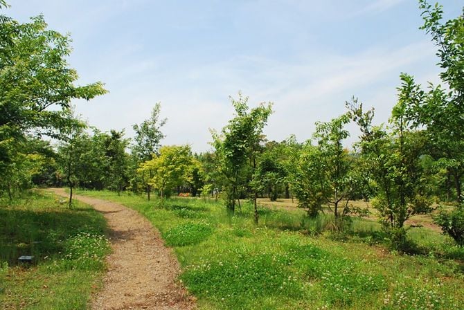 千葉県袖ケ浦市の真光寺の樹木葬墓地。木々の間に埋葬する。