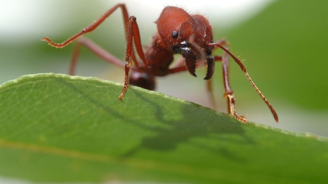 私はアリ語で寝言を言いました…九州大のアリ博士が調べた｢アリはしゃべる｣という驚きの事実 助けてほしいときは｢キキキキキキ｣という音を出す