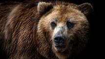 クマスプレーでもライフルでもない…ヒグマと格闘しアゴを砕かれ生還した20代女性研究者が反撃に使った道具