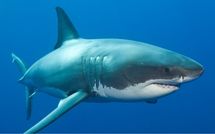 ｢全員が死亡｣｢叔父さんがサメに襲われて死んだ｣愛知県の“小さな島”で起きた､凄惨な“人食いザメ事件”の深いナゾ