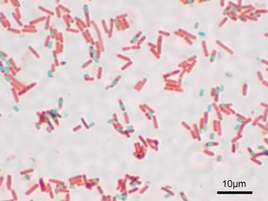 枯草菌（こそうきん、Bacillus subtilis）