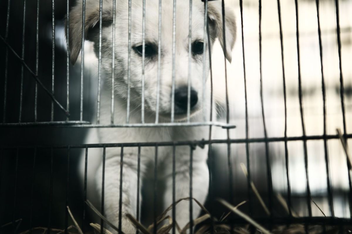 状態の悪いケージに入れられたペットショップの子犬