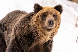 雪の中にいるエゾヒグマ