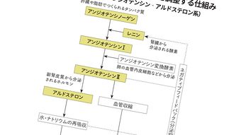 薬なしで｢血圧220→120｣を実現…医師が解説｢高血圧500人の研究で被検者が食べた食事の内容｣
