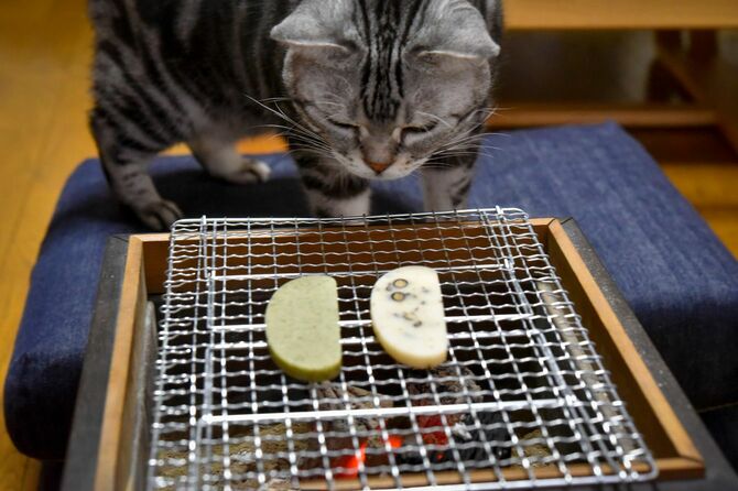 火鉢で餅が焼けるのを待っている猫