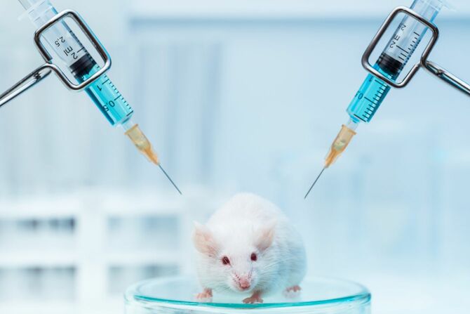 研究室のマウス