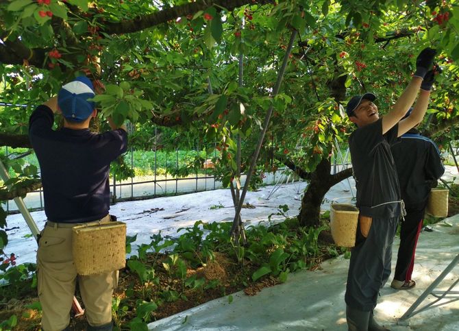 天童温泉の従業員たちが収穫をした