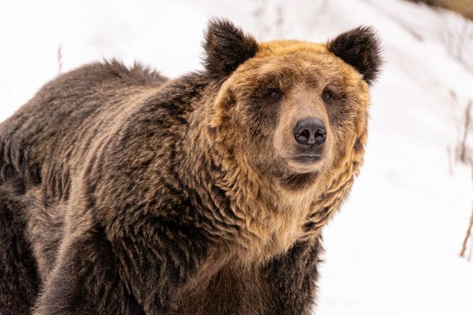 雪の中にいるエゾヒグマ