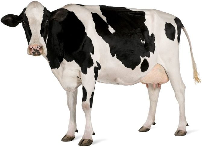 ホルスタイン牛