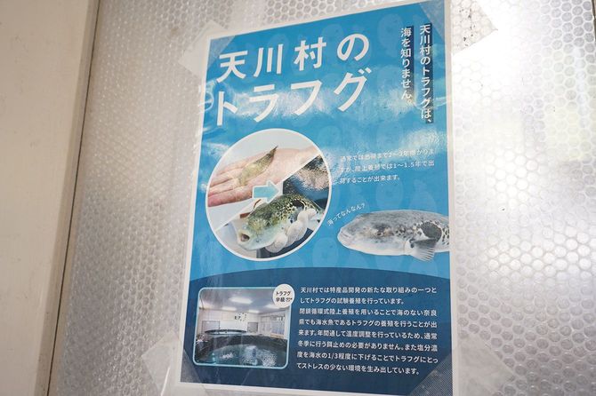 教室の扉にはトラフグのポスター。