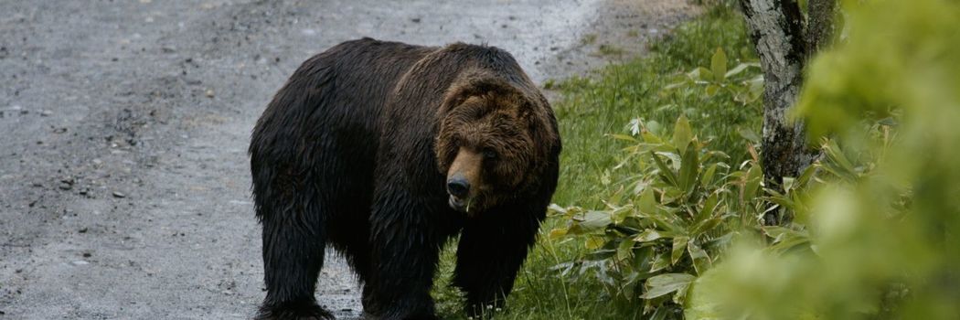 ｢引っぱり出した内臓を口からぶら下げたままじっと老人を見すえて…｣ヒグマと鉢合わせた熊撃ち名人のその後