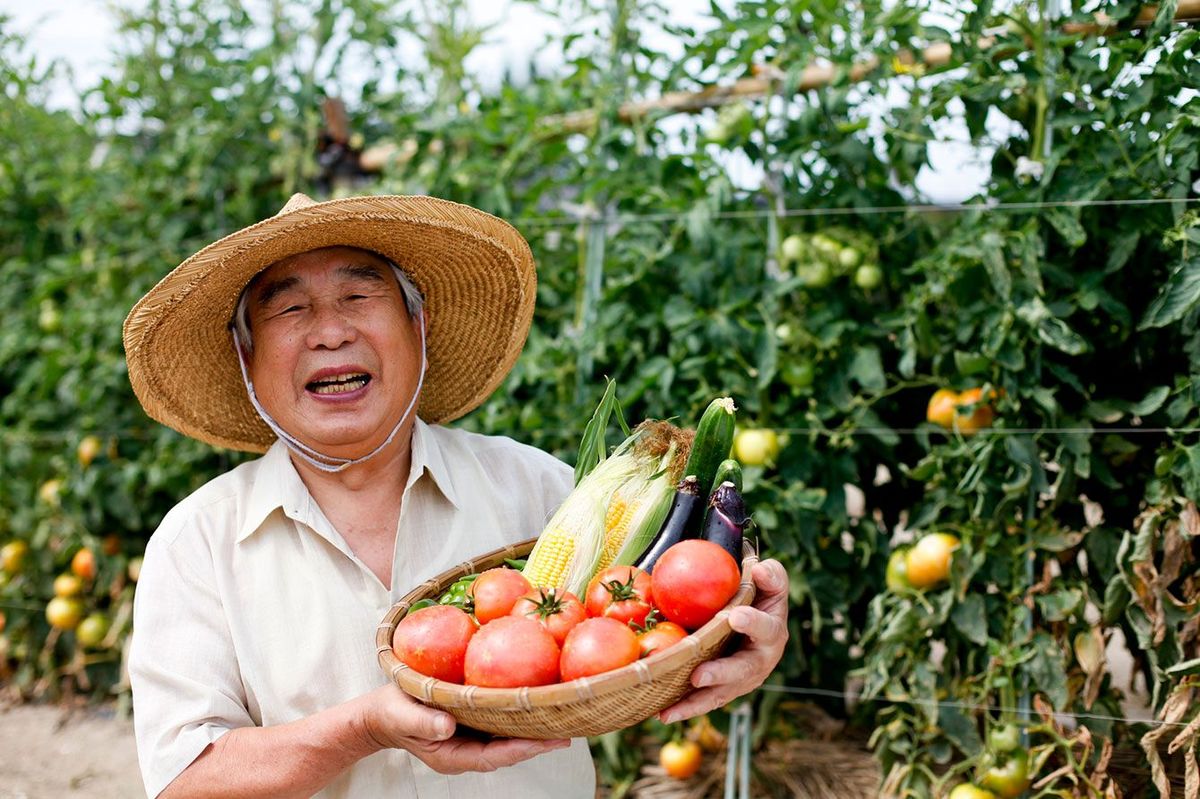 トマトやナスなど野菜を収穫して嬉しそうな農家の男性