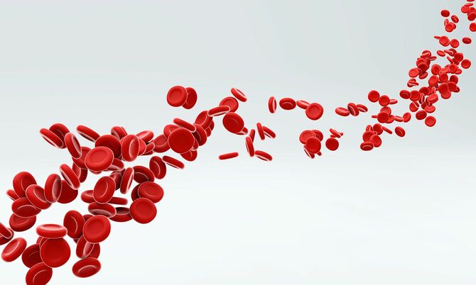 動脈を流れる赤血球