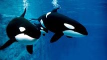 だからシャチのオスはメスをめぐって闘わない…海獣学者が明かす大海原の｢集団お見合い｣という繁殖事情