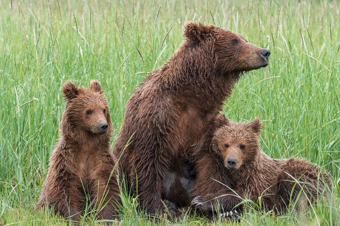 クマの家族