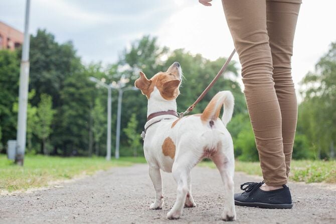 散歩中に飼い主を見上げている犬