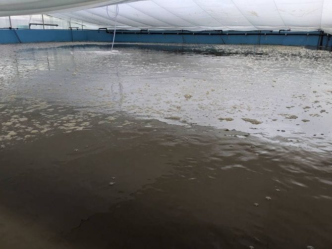 養殖の水槽は茶色く濁っており、目視でのチェックは難しい