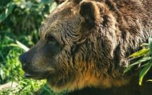 ｢殺せるのか自信がありません｣クマ被害に駆り出される自衛隊員がこぼした納得せざるをえない本音