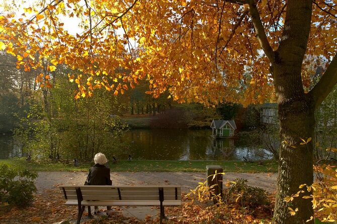 秋に巨大な栗の木の下の公園のベンチで太陽の下でリラックスした白髪の先輩女性。