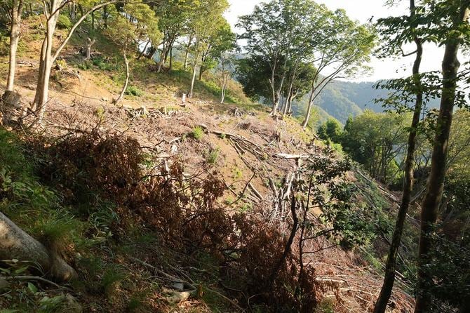 本丸西方の谷間。左上が本丸