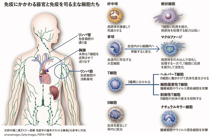 免疫にかかわる器官と免疫を司る主な細胞たち
